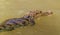 A view of a Caiman lurking in a tributary to the Tortuguero River in Costa Rica