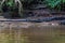 A view of a Caiman swimming in the Tortuguero River in Costa Rica
