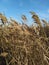 View of Calamagrostis epigeous plant waving in autumnal sunlight