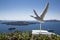 View of the caldera from the island of Santorini, cruise liners, bird sculpture,