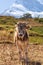 View of a calf in the Peruvian Andes with the background of the Huascaran snow-capped mountain