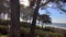 View of the California ocean coast from a pine forest