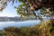 View of calm water from the trees