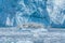 A view of calving from the snout of the Hubbard Glacier in Alaska