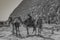 View of the Camel in front of Great Pyramids of Giza, Cairo, Egypt