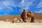 View on Camel rock formation in the Bolivean altiplano - Potosi Department, Bolivia