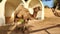 View of a camel standing in a paddock, a beautiful sunny day in the African desert