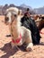 The view of camel in the Wadi Rum Dessert