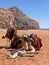 The view of camel in the Wadi Rum Dessert