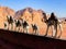 The view of camel in the Wadi Rum Dessert