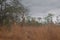 View of camouflaged giraffes against tall vegetation in QuiÃ§ama National Park, Angola
