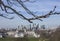 A view of Canary Wharf from the Greenwich Park; dark branches and blue skies.