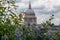 View from Cannon Bridge Roof Garden, London UK. Blue ceanothus flowers in foreground. Dome of St Paul`s in soft focus in distance.