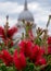 View from Cannon Bridge Roof Garden, London UK. Red bottlebrush in focus in foreground. St Pauls dome in soft focus behind