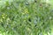 View of canola plants about to bloom