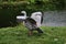 A view of  a Cape Barren Goose