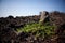 View of Capers plant on the lava rocks