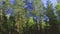 View from the car window to the side of the road, green forest and trees on a summer day