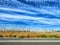 The view from the car window at the trunks of dead birches on the side of the road and the blue sky with white clouds