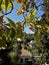 View from the Carmen de la Victoria-GRANADA-Andalusia-Spain -EUROPE