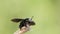 View of a carpenter bee in nature