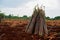 View of the cassava stem pile showcases the culmination of hard work and dedication in cultivating this essential crop