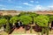 View from Castel Sant\'Angelo on Parco Adriano. Rome, Italy.