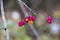 View of celastraceae family on naked branch. Lonely sprig of spindle Euonymus europaeus. Yellow fruits of Euonymus alatus