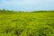 View of Ceriops Tagal field in mangrove forest located at Rayong, Thailand.