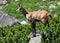 View of the chamois in the mountains