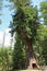 View at Chandelier Tree vertical