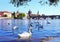 View on Charles bridge and Swans on Vltava river in Prague