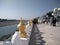 View of Chenab river from Tapo Asthan Gurdwara near Gobind Ghat, Akhnoor