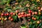 View of cherries ripening on cherry tree branch.