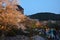 View cherry blossoms in the evening.