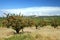 The view of cherry farm in Provence