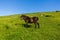 A view of a .chestnut wild horse on a green hill slope under a majestic blue sky