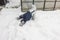 View of a child playing in the snow in the garden on a chilly winter day.