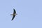View of an Chimney Swift, Chaetura pelagica, in flight