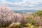 View of Chimsan park with cherry blossoms in Daegu, Korea