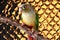 View of a Cinnamon Green-Cheeked Conure perching on a branch before the golden patterned background