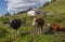 View of CittÃ  di Fiume refuge on the background in the municipality of  Borca di Cadore,