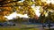 View of the city street with trees covered with golden foliage.