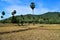 View of the classic Cambodian countryside on a beautiful sunny day