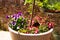 View on clay pot with small birch tree and pansies flowers on terrace of german garden with weathered old brick wall background in