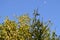 View of a Clementine Tree in Bloom with the Moon in the Background