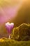 View of close-up magic blooming spring flowers crocus in amazing sunlight. Beautiful spring. Beautiful nature landscape. Magic nat