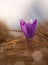 View of close-up magic blooming spring flowers crocus growing from grass