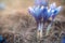 View of close-up magic spring flowers crocus in sunlight.