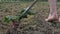 View close-up on the process of the newly planted beets on a large collective farm field in Switzerland.